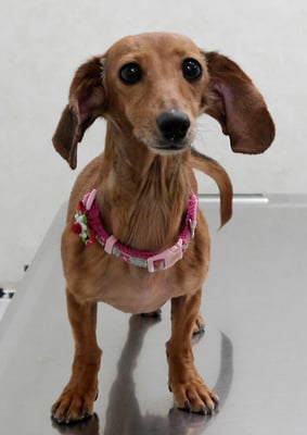 別府モモちゃん