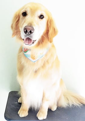 片栁ハークちゃん