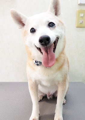 有馬コタロウちゃん