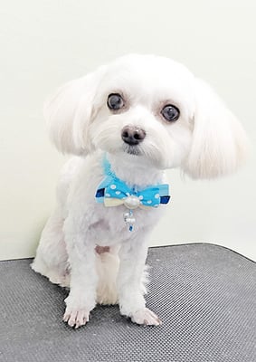 前原バニラちゃん