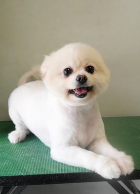 森崎ピュアちゃん