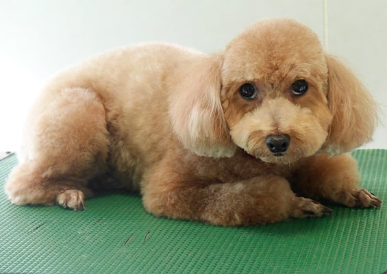 小野ハナちゃん