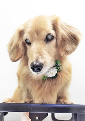 湯田ハヤテちゃん