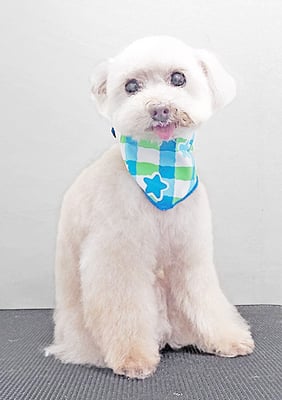 田淵コマロちゃん