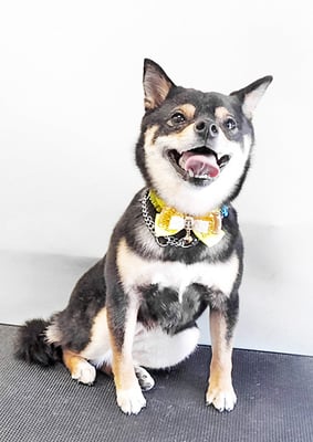 中尾あんずちゃん