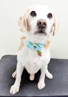 松木タロウちゃん