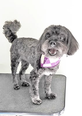 山口オレオちゃん