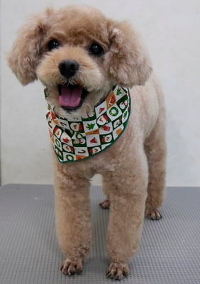 山下イヴちゃん