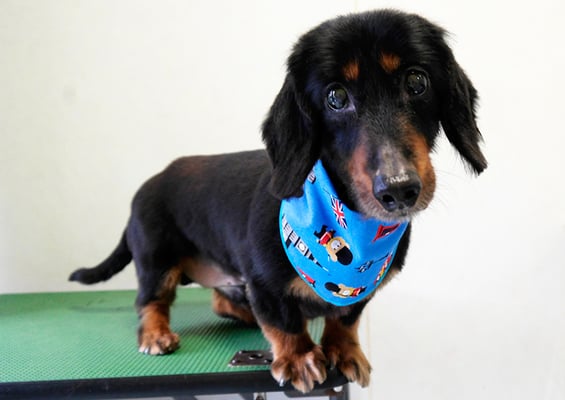 平田ウッディちゃん