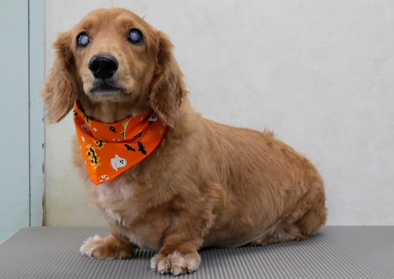 上野モンタちゃん