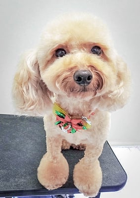 玉利ココちゃん