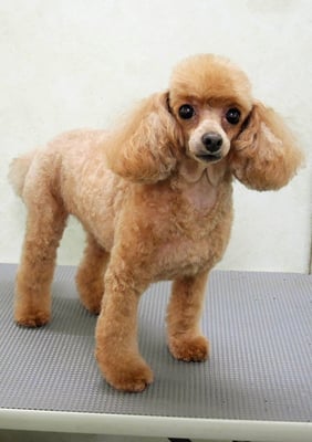 森崎ネネちゃん