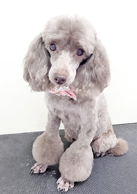 渡辺モップちゃん