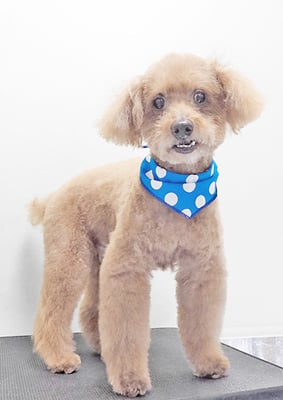 前田ソルファちゃん