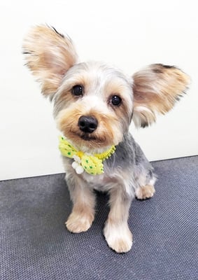 米森もーりーちゃん