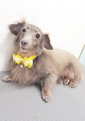 瀬戸口イザベラちゃん