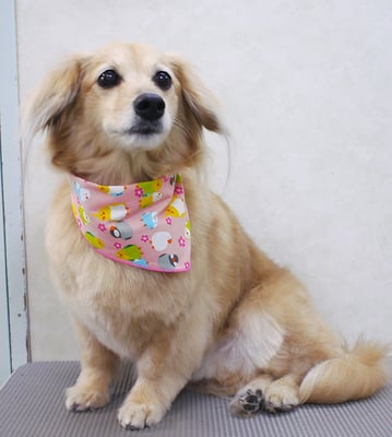 江口エルちゃん