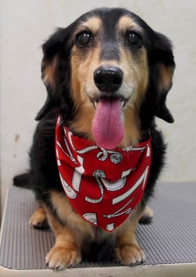 湯田モモちゃん