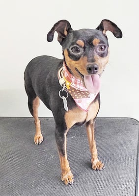 宮下フランちゃん