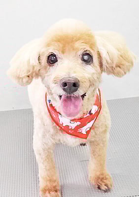 本田ゆめちゃん