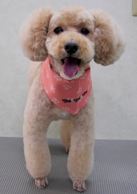 岩元アップちゃん