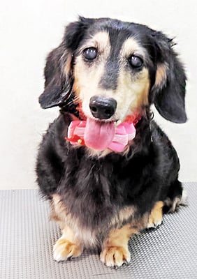 湯田モモちゃん