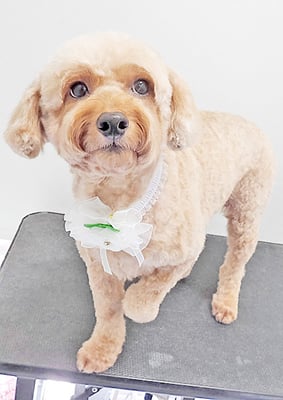 玉利ココちゃん