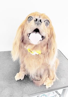 橋口ルビーちゃん