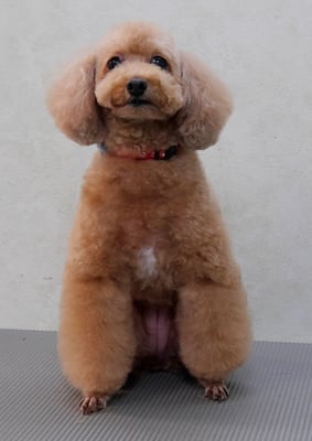 小野ハナちゃん