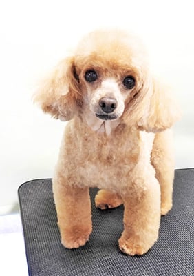 森崎ネネちゃん