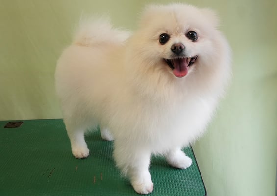 森崎ピュアちゃん