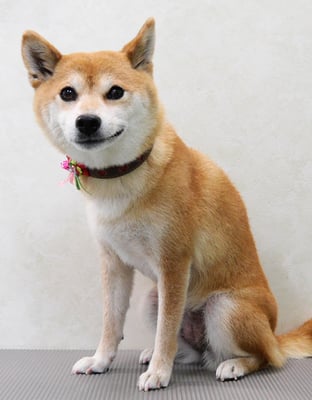 小田ハルちゃん