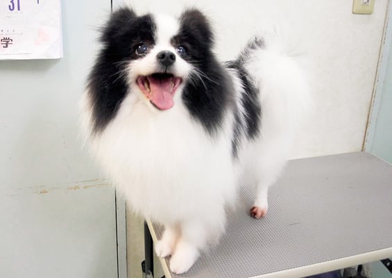 森崎マリアンちゃん