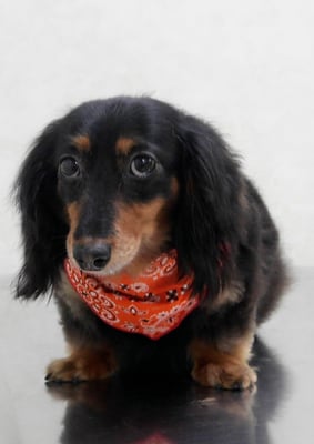 山下マルチョンちゃん