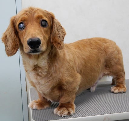 上野モンタちゃん