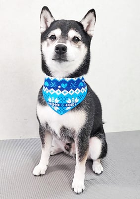 岩﨑レイちゃん