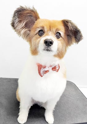 玉利ゆずちゃん