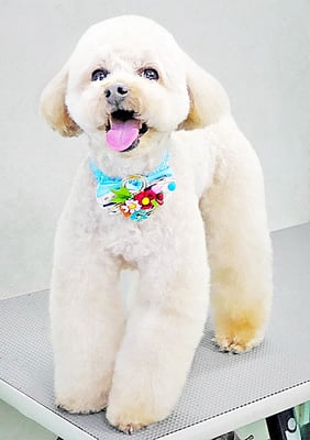 藤久保くうたちゃん