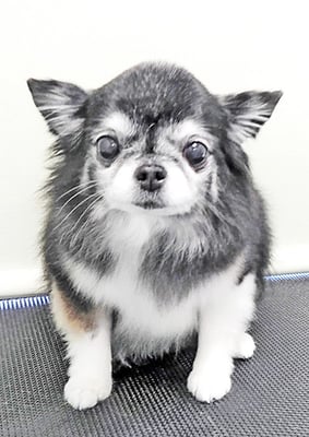 八木クロちゃん