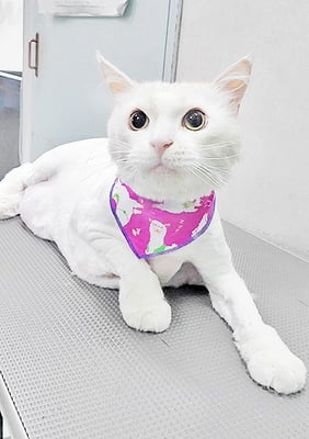 谷口シャルロットちゃん