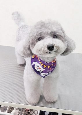 田中ロビンちゃん