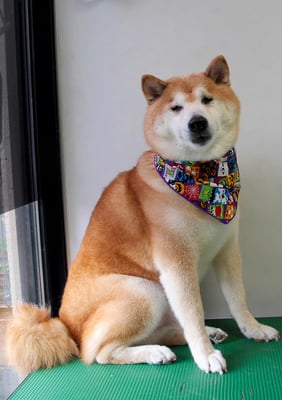 竹崎くぅちゃん