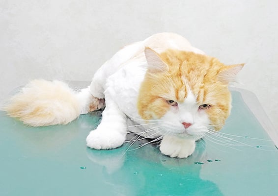 植村ナナちゃん