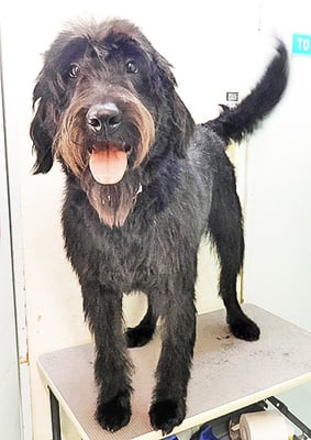 田代ロッティちゃん