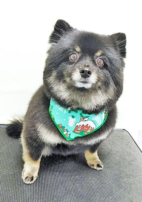 福山ポパイちゃん