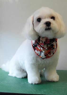 田代ジャスミンちゃん