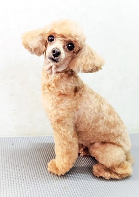 森崎ネネちゃん