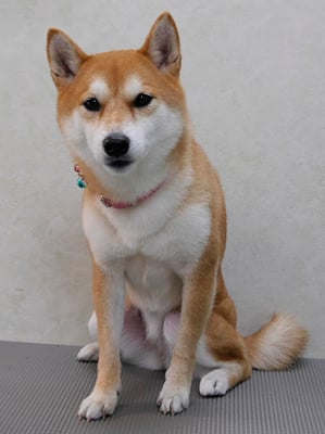 小村ユズちゃん