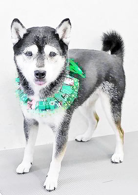 岩﨑レイちゃん