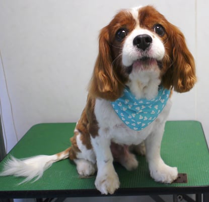 久永ココロちゃん